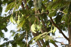 Parkia biglandulosa